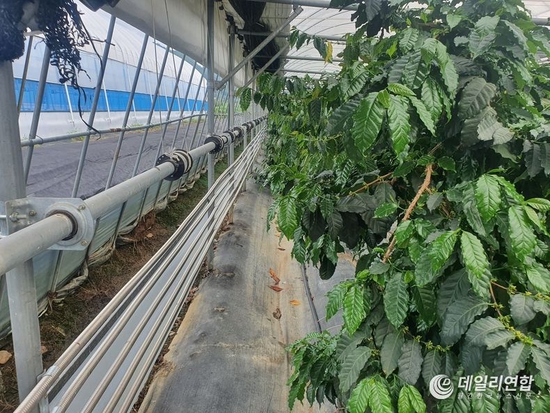 전라북도 순창군, 순창농업기술센터 비닐하우스에서 자라고 있는 커피나무와 양옆으로 설치되어 있는 탄소관 난방씨스템(사진=데일리연합DB)