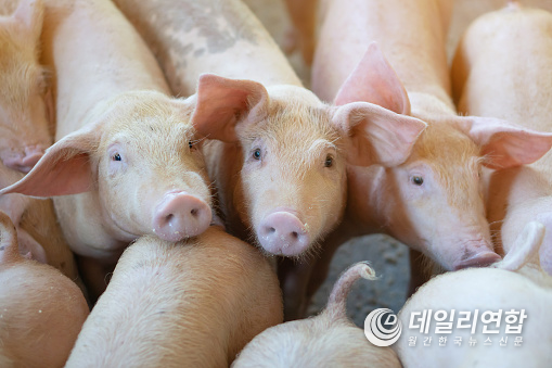 사진=pixabay