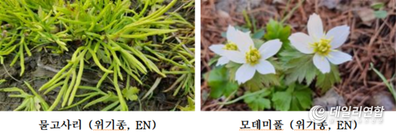 전라북도 주요 희귀식물 사진(자료제공=전북도청)