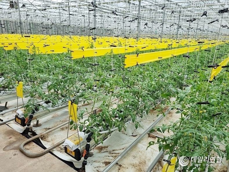 정읍시, 시설하우스 내 담배가루이 유입 ‘주의보’(사진=정읍시청)