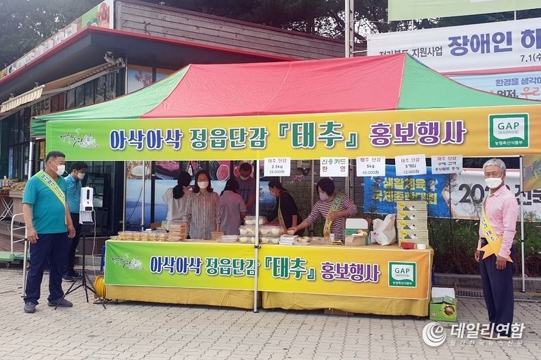 정읍시, 아삭아삭 ‘정읍 태추단감’본격 출시(사진=정읍시청)