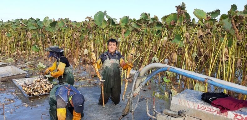 사진=김제시 진봉면 새만금 간척지에서 연근재배 