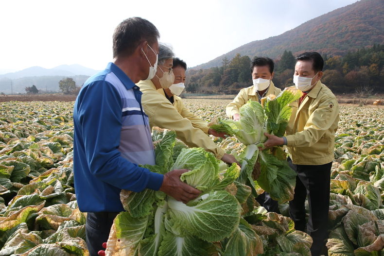 사진=도의회 진안 배추 냉해 피해 현장