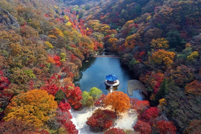 완연한 가을, 울긋불긋 단풍 절정 맞은 내장산(사진=정읍시청)