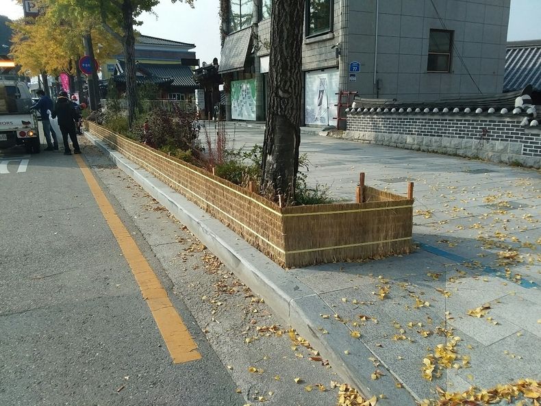겨울철 제설제인 염화칼슘 등으로 부터 가로수 피해를 막기위해 볏짚으로 가림막을 설치하고 있다. 사진=전주시청