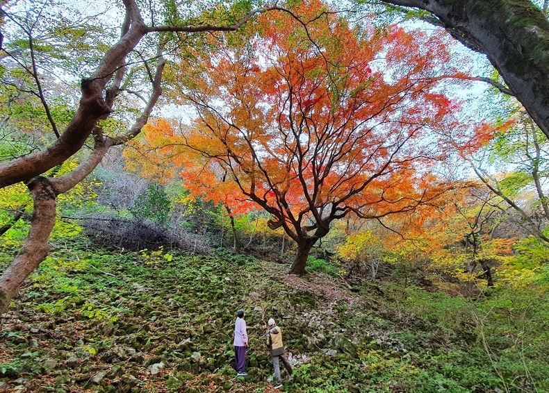 울긋불긋 내장산 최고 수령 단풍나무 ‘화제’(사진=정읍시청)
