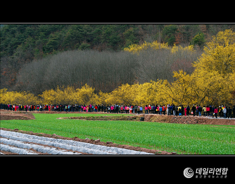 '의성 산수유축제' 사진.