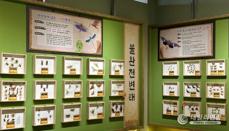 여주곤충박물관 내부 전시실. /사진=여주곤충박물관
