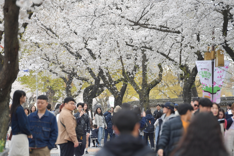 지난 4일부터 6일까지 열린 경주 대릉원돌담길 축제 기간, 만개한 벚꽃 아래를 거니는 시민과 관광객들로 돌담길이 북적이고 있다.