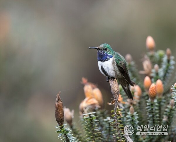 Photo of the Blue-throated Hillstar perched on a Chuquiragua bush. Photo provided by Fundación Jocotoco; Photo credit: James Muchmore. (PRNewsFoto/Indianapolis Zoo) Photo of the Blue-throated Hillstar perched on a Chuquiragua bush. Photo provided by Fundación Jocotoco; Photo credit: James Muchmore. (PRNewsFoto/Indianapolis Zoo)