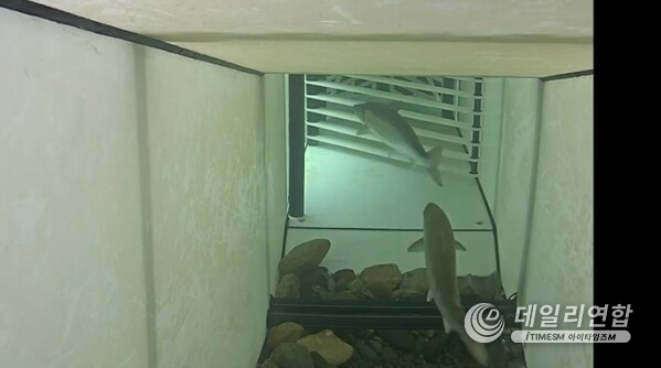 The automated gate opens to let wild Atlantic salmon through and divert pink salmon into a holding tank