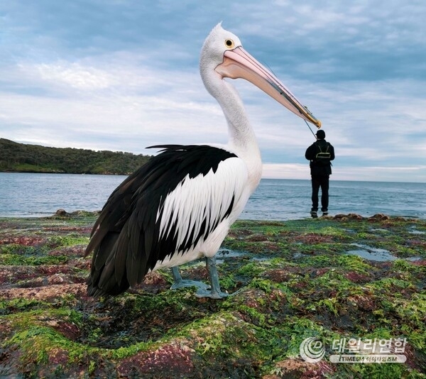 ©Justin Mendoza（Philippines) - “Pick a Beak”丨HUAWEI P30 Pro