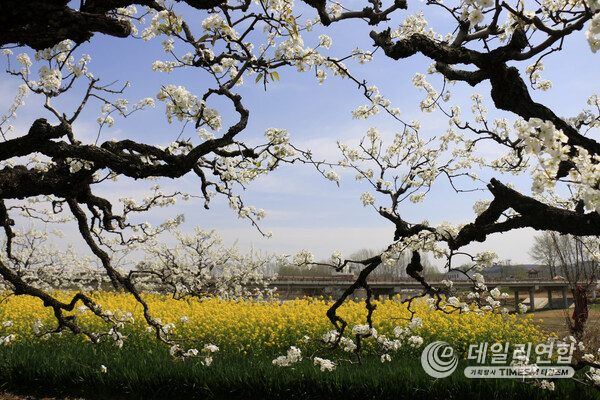 Photo shows the pear blossom in Chaihudian Town of Tengzhou City, east China's Shandong Province.