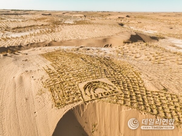 The Haloxylon ammodendron forest planted by Yutong in Minqin, China. To date, Yutong has planted over 31,000 Haloxylon ammodendron trees