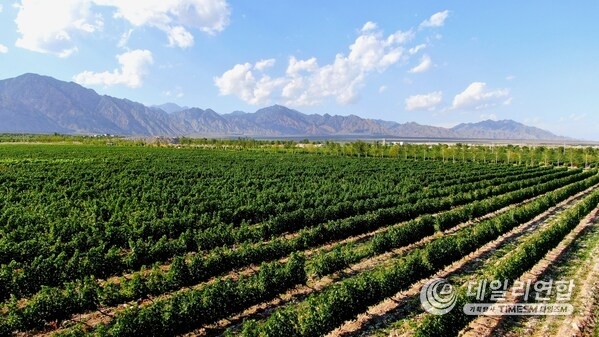 The photo shows wineries along the eastern foothills of Helan Mountains.