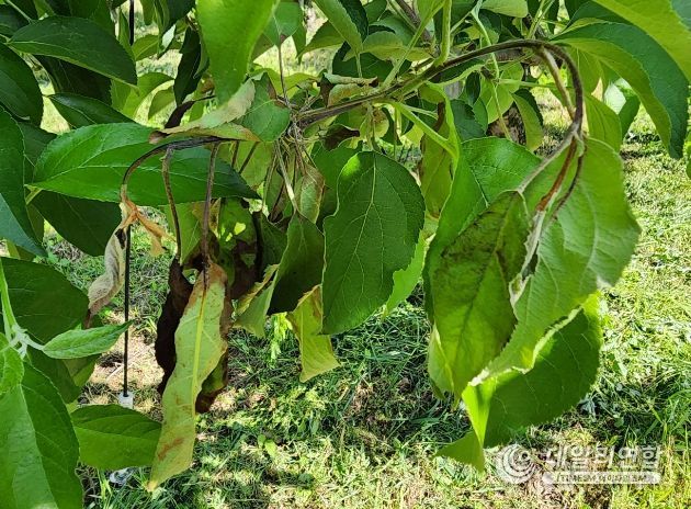 과수화상병 증상 사진