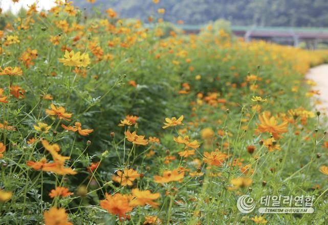 창릉천에 만개한 황화코스모스