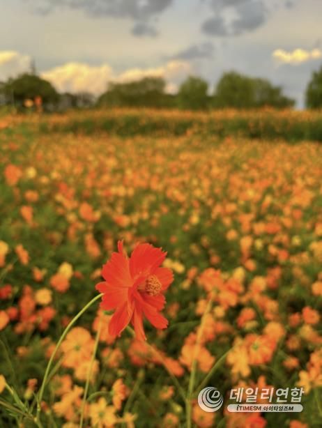 해질녘 강매석교공원 코스모스