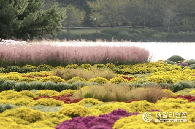 고양가을꽃축제'가 열리는 일산호수공원