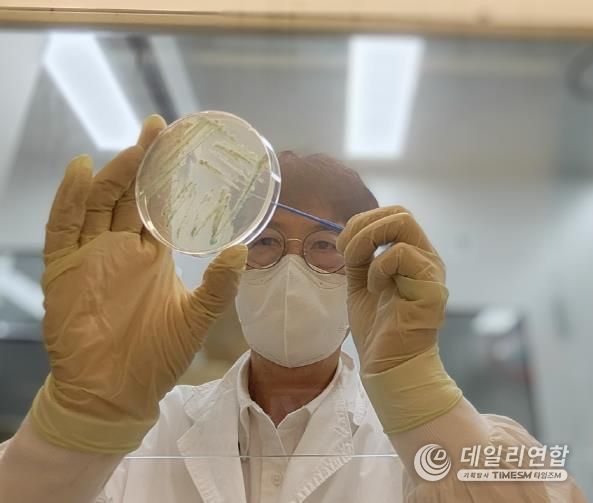 비브리오패혈증균 분리사진