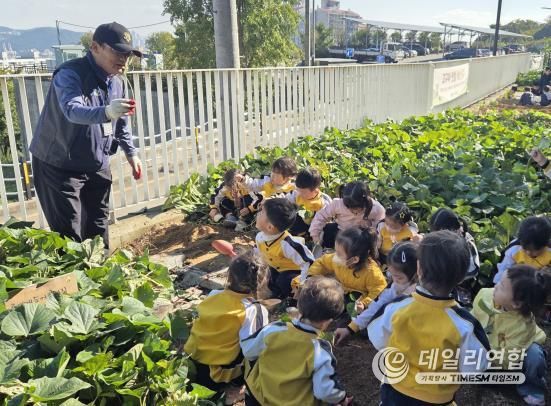 영도구, 고구마 수확 체험 운영