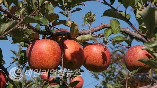 네이버 두산 백과
