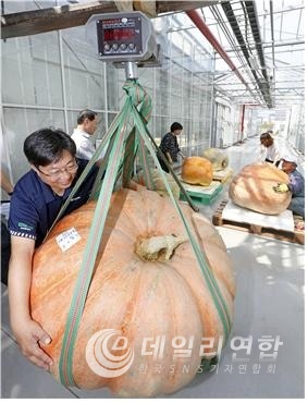 대상으로 선정된 대형 호박의 모습. 사진출처: 농촌진흥청